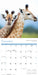 Baby Animals 2027 Square Wall Calendar