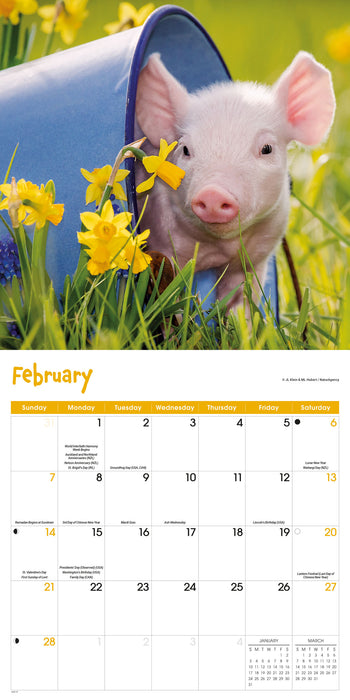 Mini Pigs 2027 Square Wall Calendar