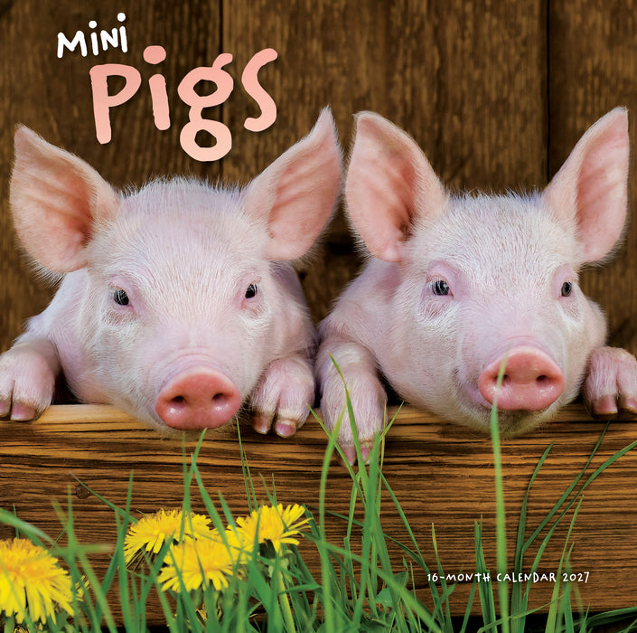 Mini Pigs 2027 Square Wall Calendar