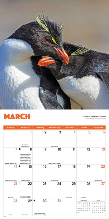 Penguins 2027 Square Wall Calendar