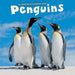 Penguins 2027 Square Wall Calendar
