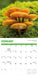 Fascinating Fungi 2027 Square Wall Calendar