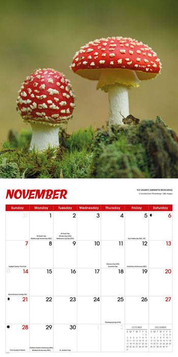Fascinating Fungi 2027 Square Wall Calendar