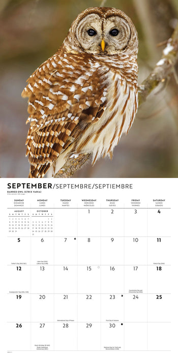 Owls 2027 Square Wall Calendar