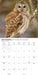 Owls 2027 Square Wall Calendar