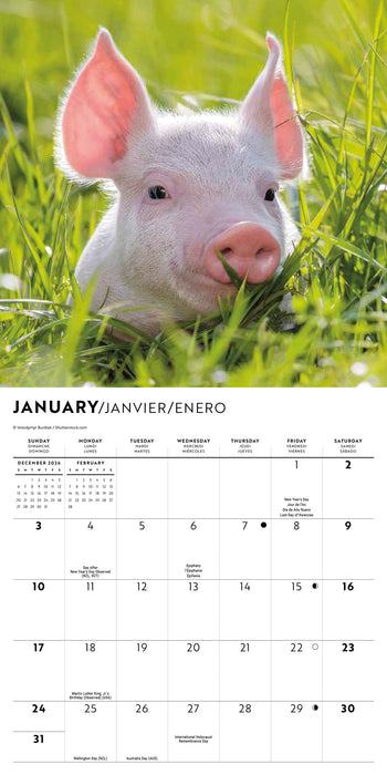 Piglets 2027 Mini Wall Calendar