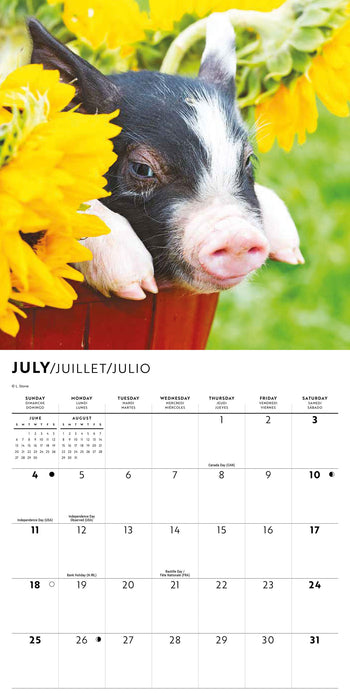 Piglets 2027 Mini Wall Calendar
