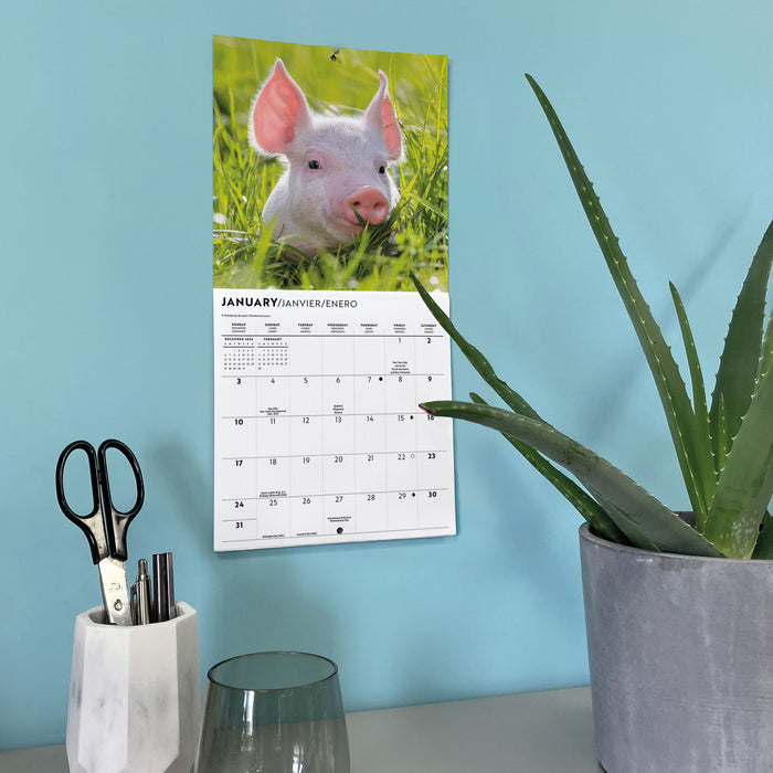 Piglets 2027 Mini Wall Calendar