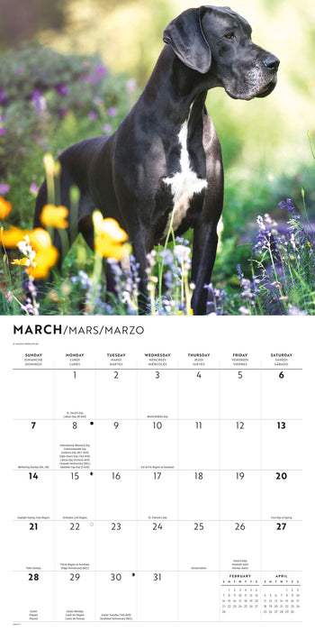Great Danes 2027 Square Wall Calendar