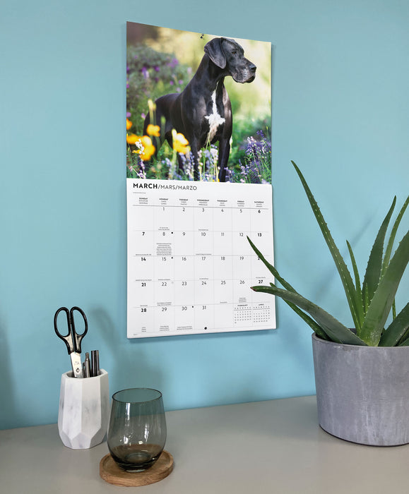 Great Danes 2027 Square Wall Calendar