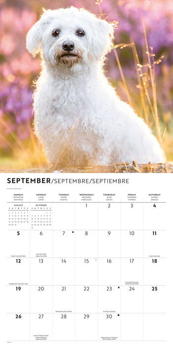 Maltese 2027 Square Wall Calendar