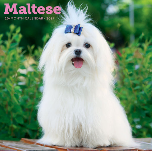 Maltese 2027 Square Wall Calendar
