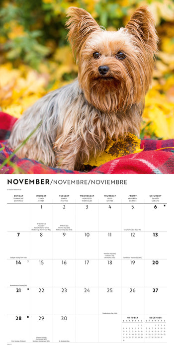 Yorkis 2027 Square Wall Calendar