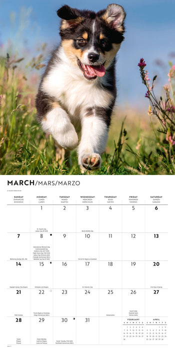 Australian Shepherds 2027 Square Wall Calendar