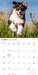 Australian Shepherds 2027 Square Wall Calendar