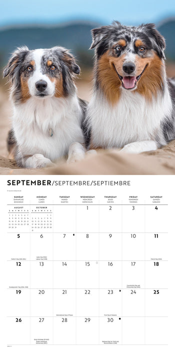 Australian Shepherds 2027 Square Wall Calendar