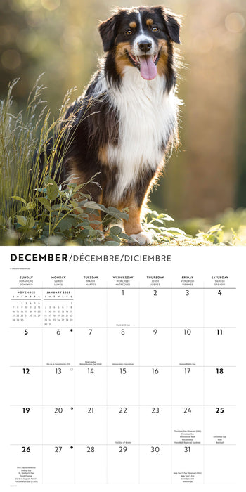 Australian Shepherds 2027 Square Wall Calendar