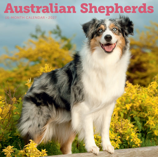 Australian Shepherds 2027 Square Wall Calendar