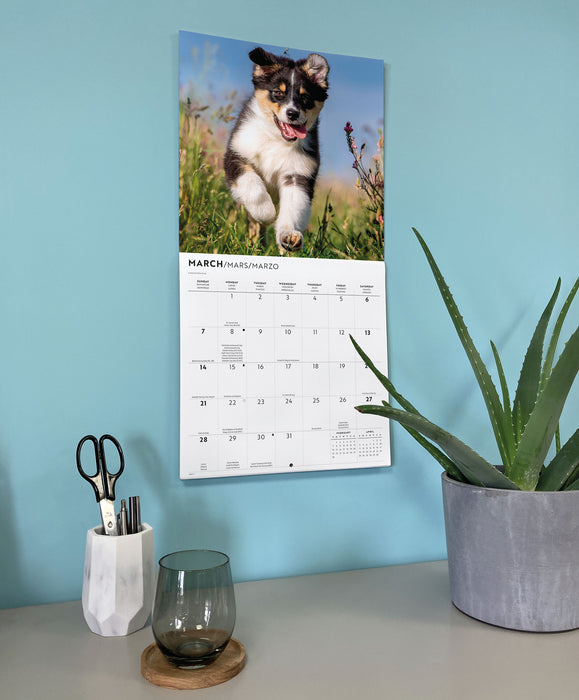 Australian Shepherds 2027 Square Wall Calendar