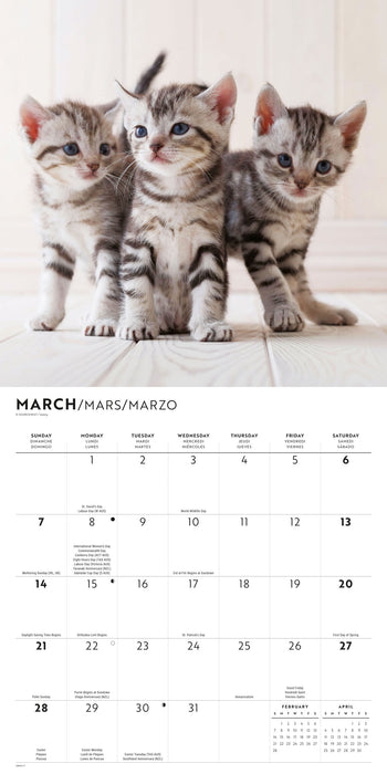Kittens Cute 2027 Square Wall Calendar