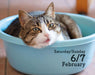 Cats 2027 Mini Page-A-Day Calendar