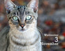 Cats 2027 Mini Page-A-Day Calendar