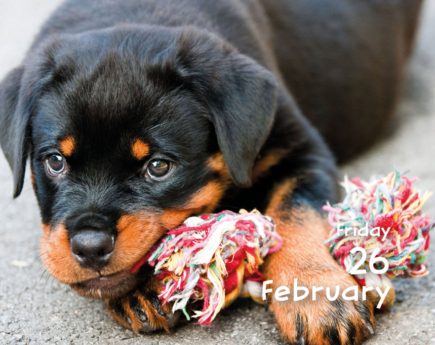 Puppies 2027 Mini Page-A-Day Calendar