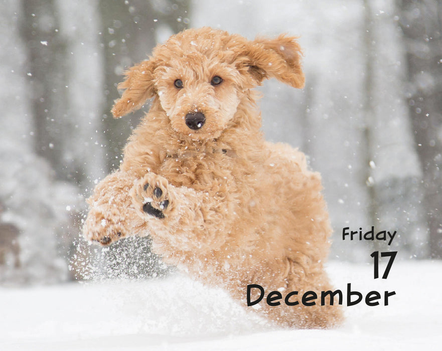 Puppies 2027 Mini Page-A-Day Calendar