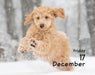 Puppies 2027 Mini Page-A-Day Calendar