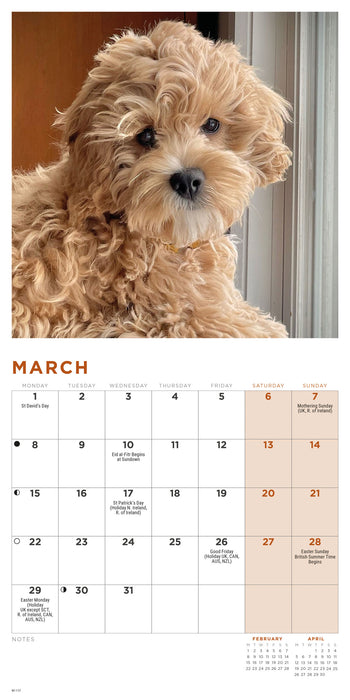 Cockapoo Puppies 2027 Mini Wall Calendar