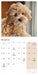 Cockapoo Puppies 2027 Mini Wall Calendar