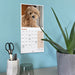 Cockapoo Puppies 2027 Mini Wall Calendar