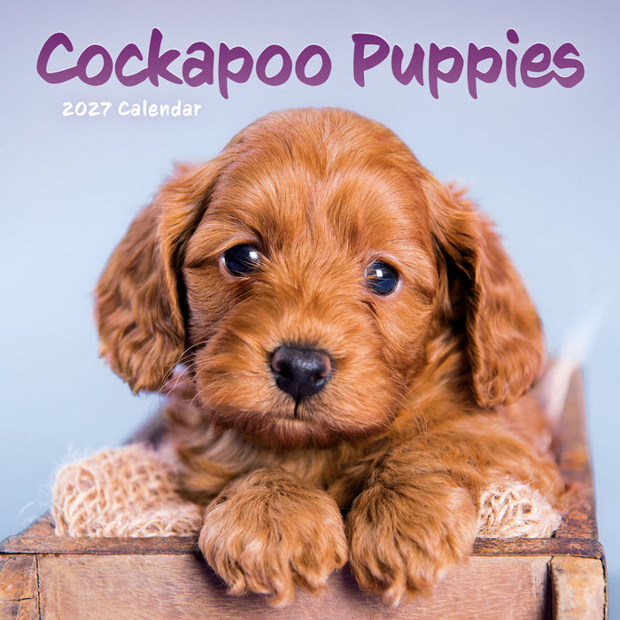 Cockapoo Puppies 2027 Mini Wall Calendar