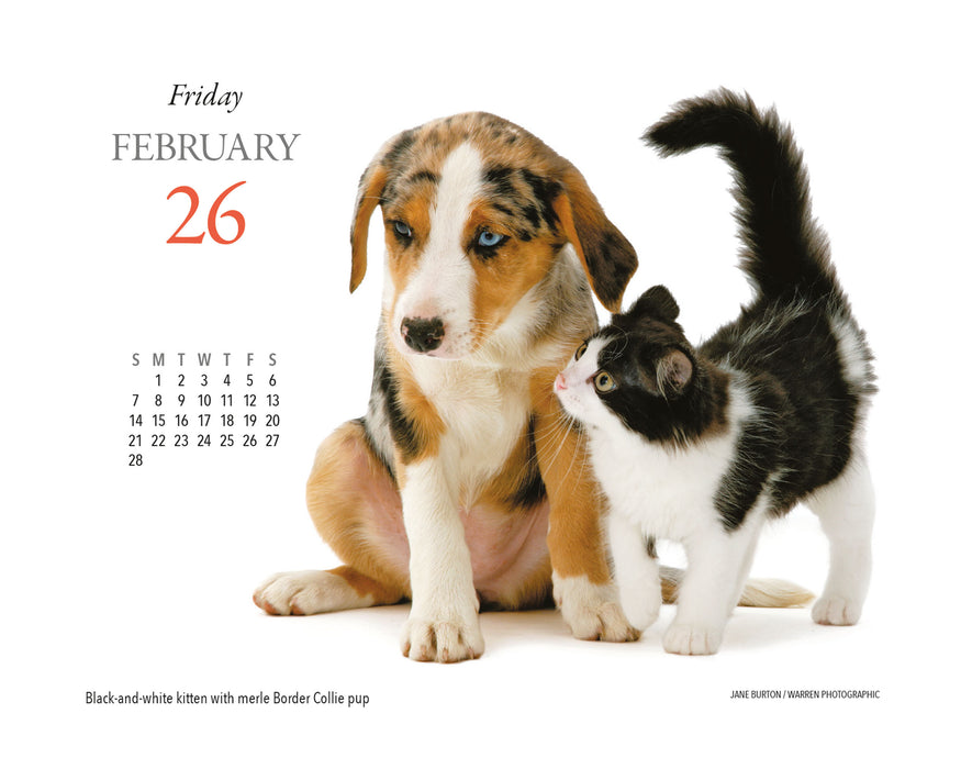 Kittens and Friends 2027 Page-A-Day Calendar