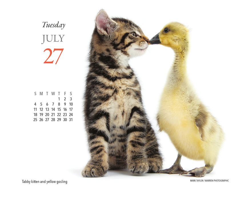 Kittens and Friends 2027 Page-A-Day Calendar