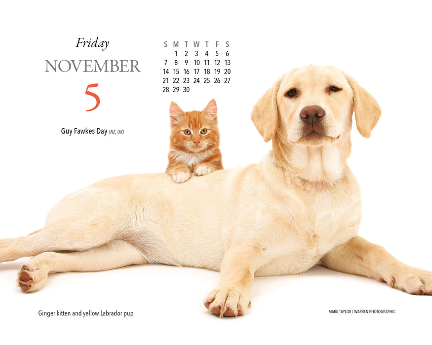 Kittens and Friends 2027 Page-A-Day Calendar
