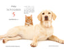 Kittens and Friends 2027 Page-A-Day Calendar