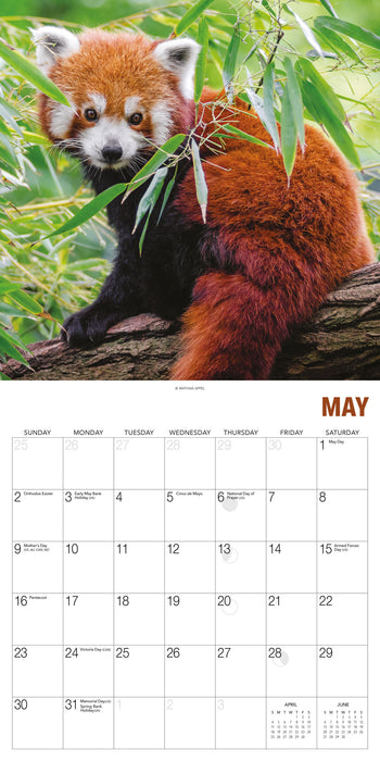 Red Pandas 2027 Square Wall Calendar