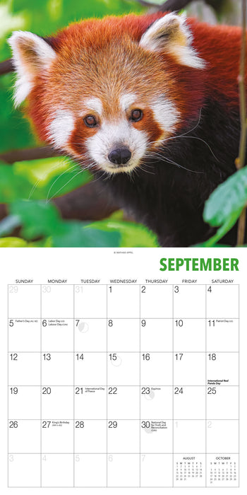 Red Pandas 2027 Square Wall Calendar