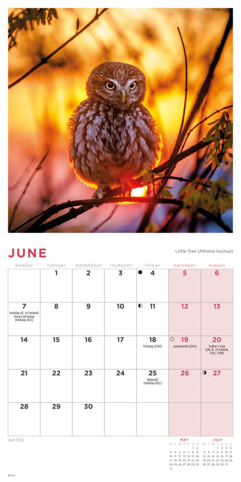 Owls 2027 Mini Wall Calendar