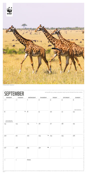WWF Giraffes 2027 Square Wall Calendar