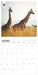 WWF Giraffes 2027 Square Wall Calendar