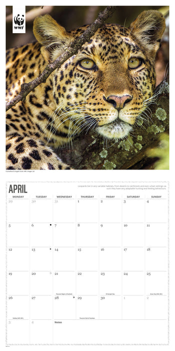 WWF Big Cats 2027 Square Wall Calendar