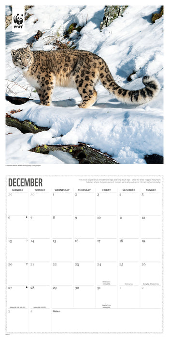 WWF Big Cats 2027 Square Wall Calendar