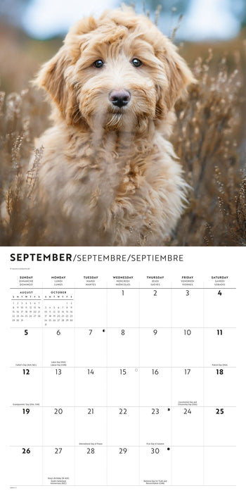 Labradoodles 2027 Square Wall Calendar