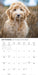 Labradoodles 2027 Square Wall Calendar