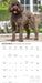 Labradoodles 2027 Square Wall Calendar