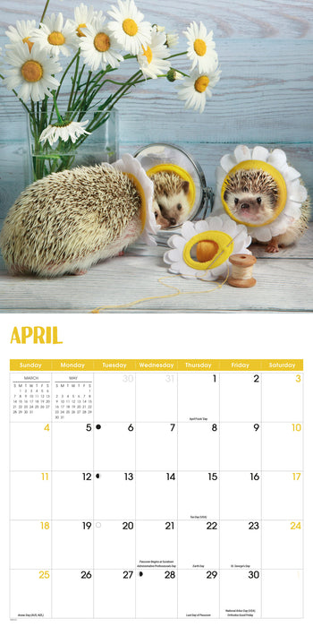 Hedgehogs 2027 Square Wall Calendar