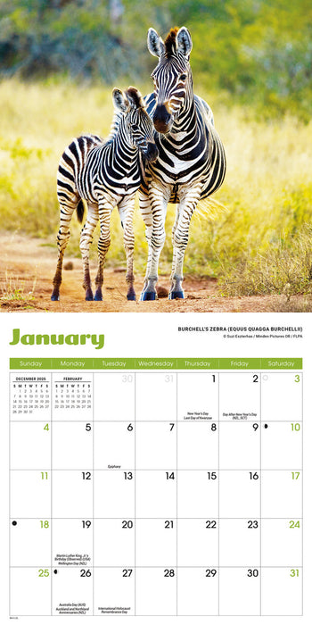 Baby Animals 2026 Mini Wall Calendar