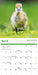 Baby Animals 2026 Mini Wall Calendar